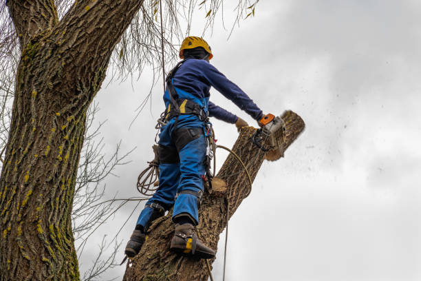 Emergency Storm Tree Removal in Carpentersville, IL